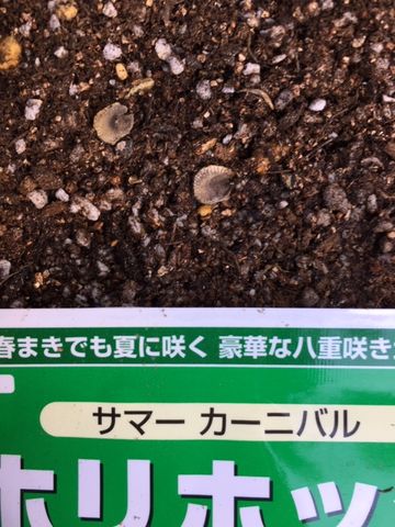 はじめてのホリホック どんな芽がでるかな