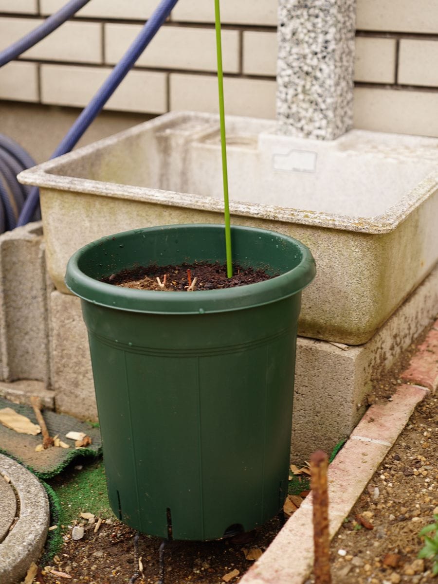 クレマチス篭口の株を育てつつ可憐に花を咲かせたい 2020/1/11 植え替え