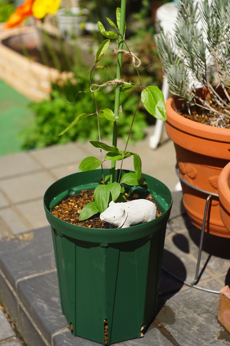 クレマチス篭口の株を育てつつ可憐に花を咲かせたい 2019/4/13 植え付け