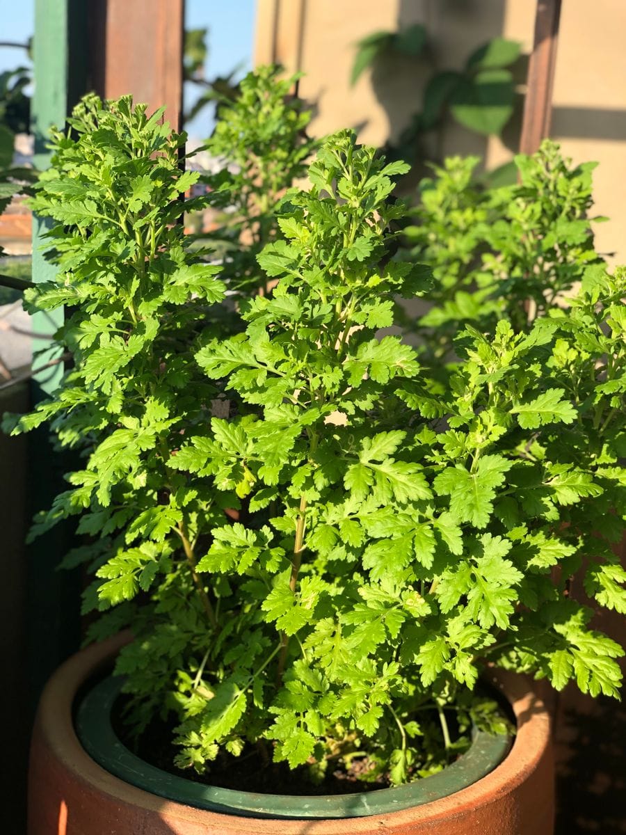 白花が好き！でもほんとは花違い。何かのご縁ですので育てます 5月15日 つぼみが見え