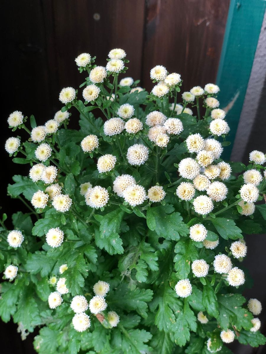 白花が好き！でもほんとは花違い。何かのご縁ですので育てます 6月2日 可愛らしい小花が咲いた