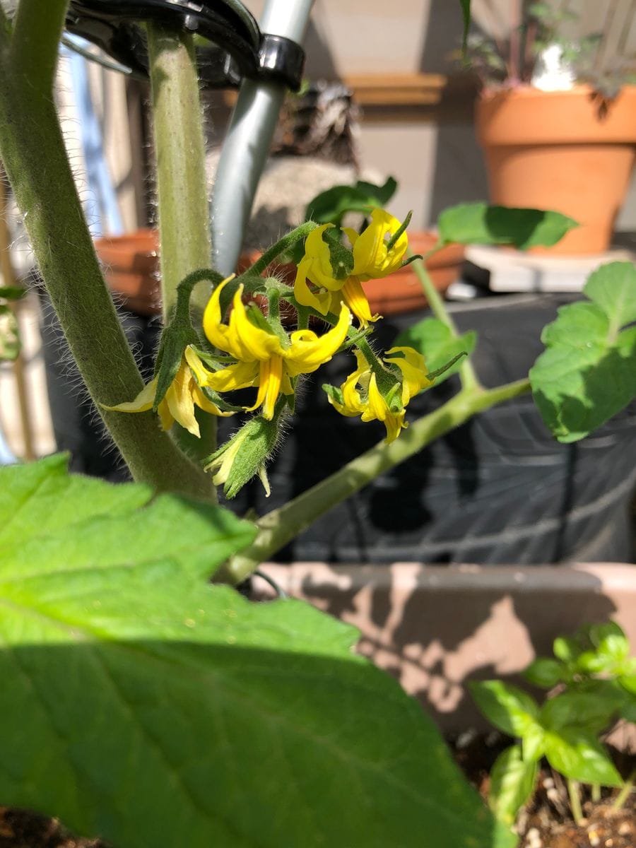 初めての大玉トマト 花が咲き始めました