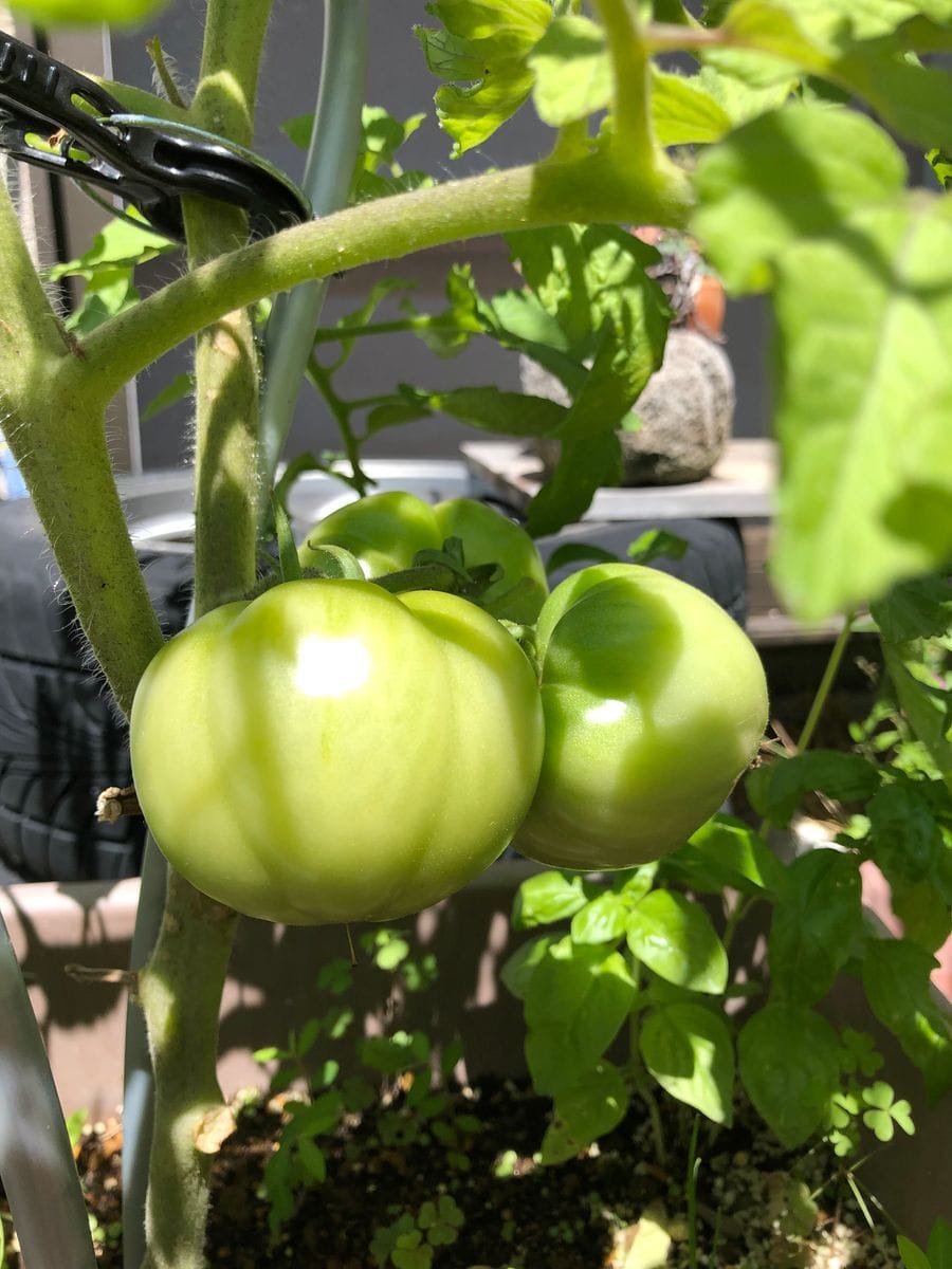 初めての大玉トマト 中々色が付きませんね