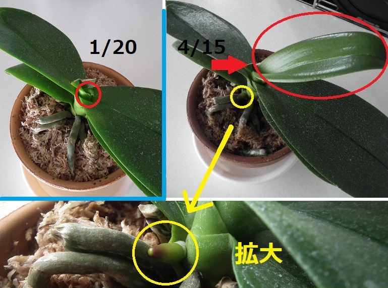 ミディ胡蝶蘭を復活させたい！ 新しい根が出てきた