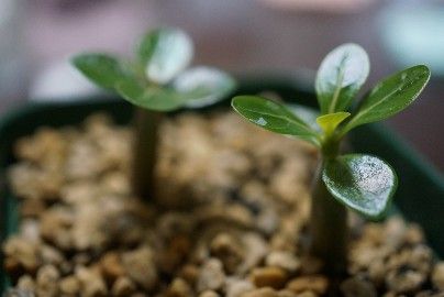 砂漠のバラ「アデニウムアラビカム」の実生♪ 植え替え♪