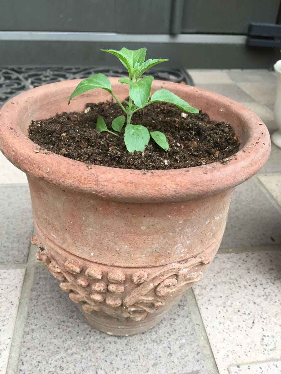 花壇に沢山涼しげなサルビア咲かせたい(^o^)種蒔きチャレンジ！ 鉢に植え替えています(^ ^)