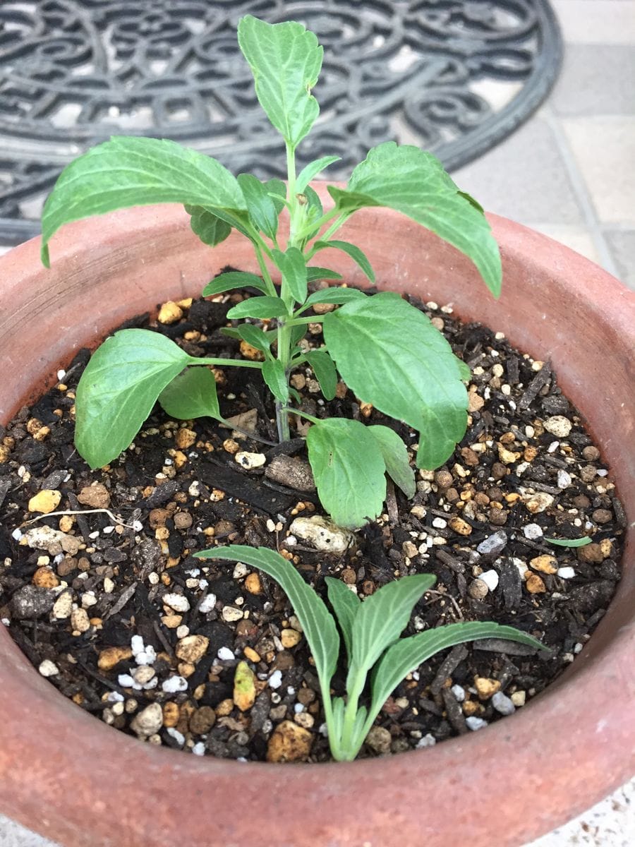 花壇に沢山涼しげなサルビア咲かせたい(^o^)種蒔きチャレンジ！ 先を摘芯しました( ^ω^ )