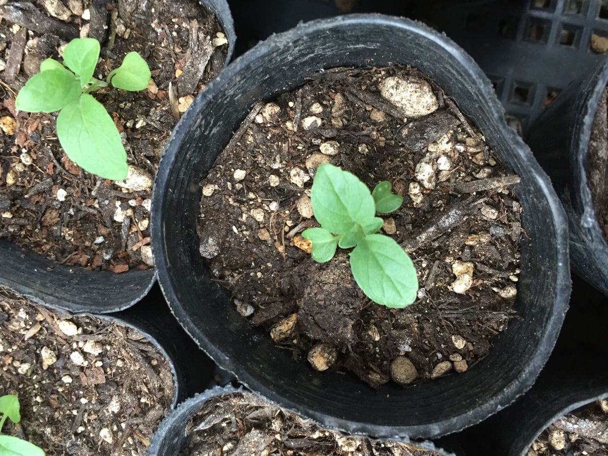 花壇に沢山涼しげなサルビア咲かせたい(^o^)種蒔きチャレンジ！ 育っています🌱