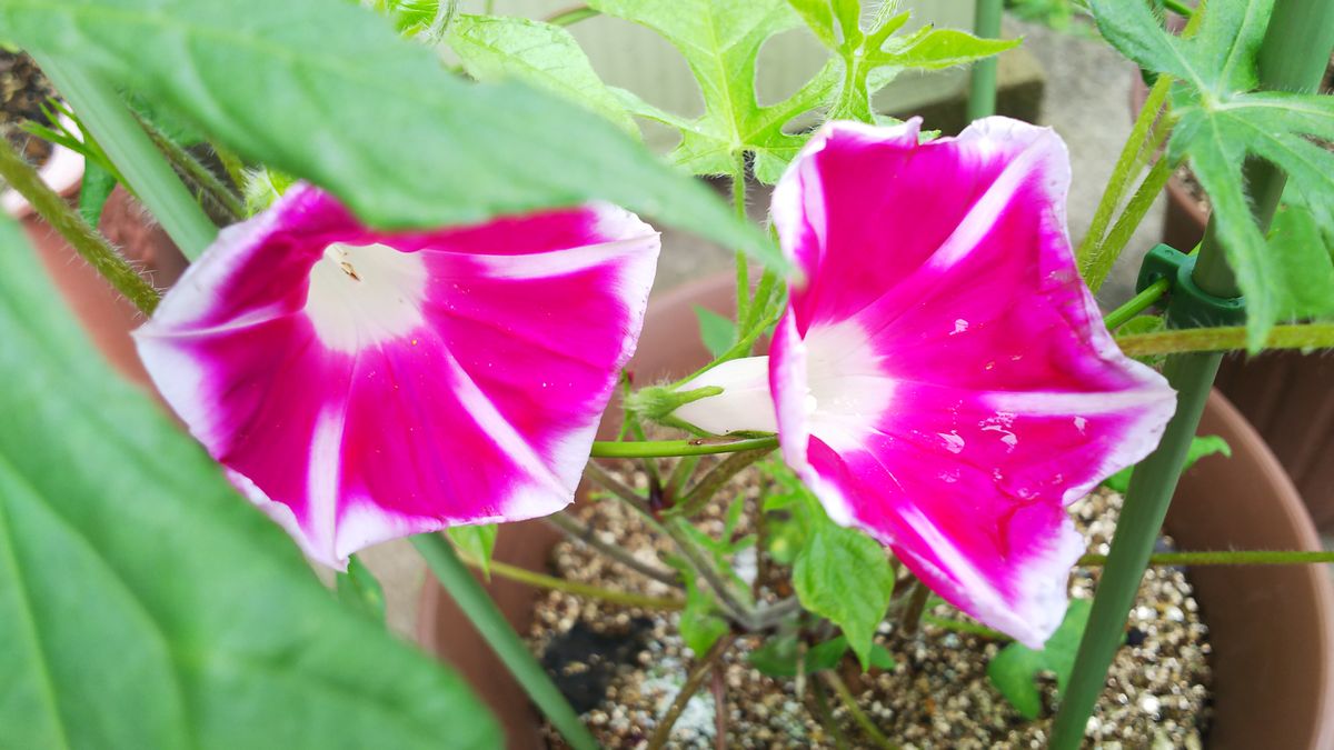 夏の朝を彩る朝顔を沢山咲かせる！ 今日の開花