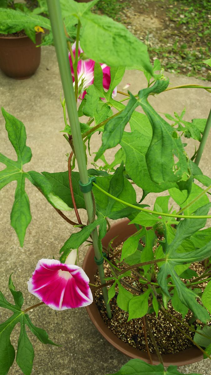 夏の朝を彩る朝顔を沢山咲かせる！ 今日の開花