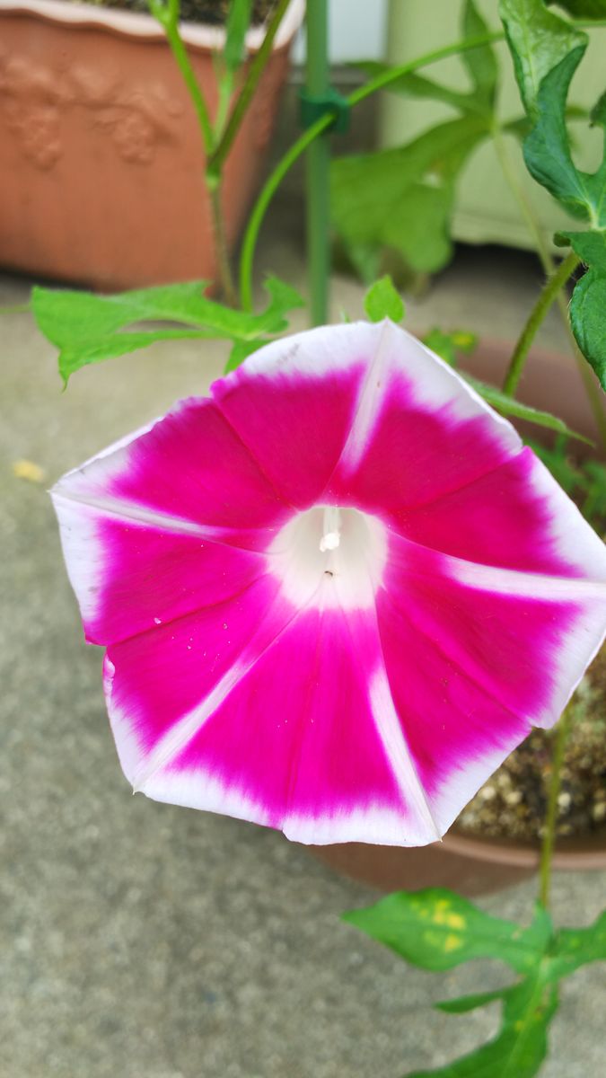 夏の朝を彩る朝顔を沢山咲かせる！ 今日の開花