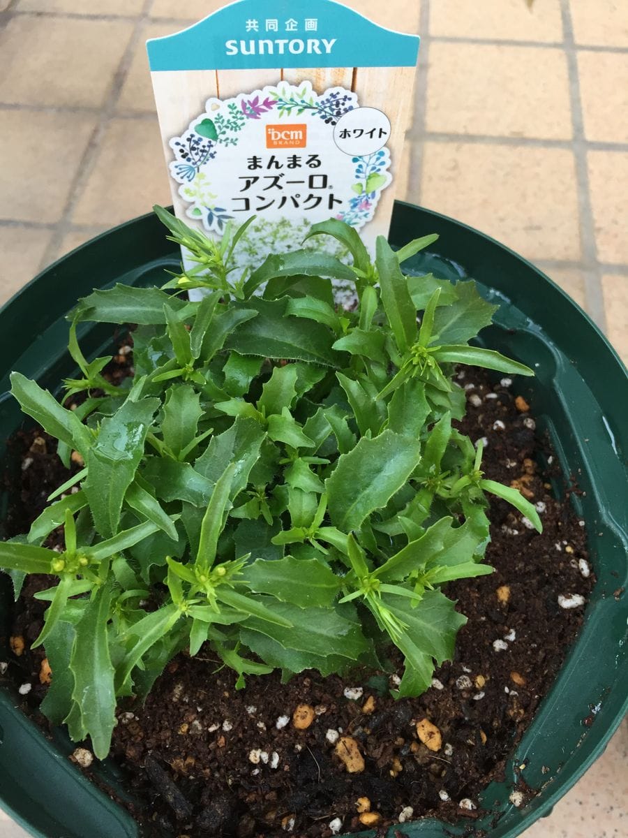 こんもりとたくさんの花を咲かせたい スリット鉢に植え付け