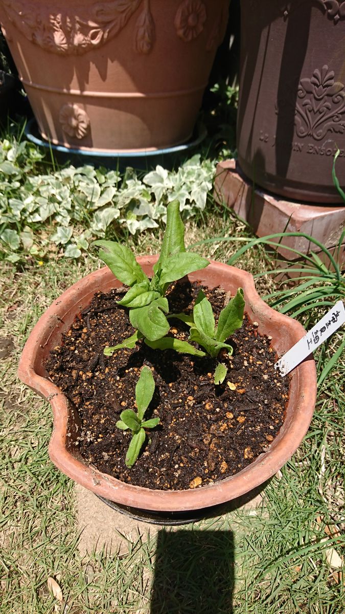 ドライフラワー収穫できるかな 最終植え替え❓