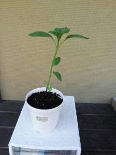 ひまわり 5号鉢に植え替えました。