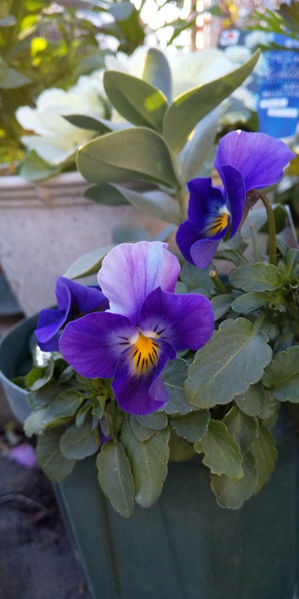 バラの植え替え用土でお彼岸の花 ２０２０年１月の姿