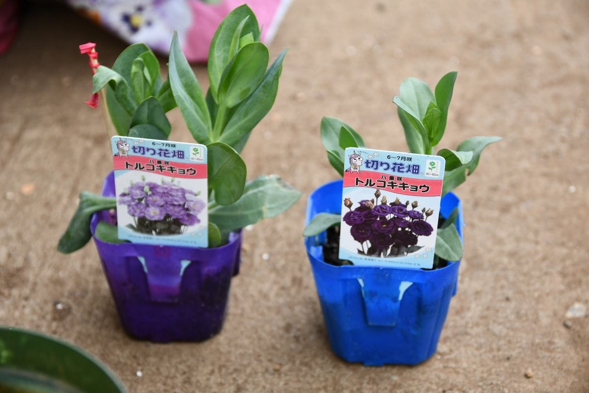 バラの植え替え用土でお彼岸の花