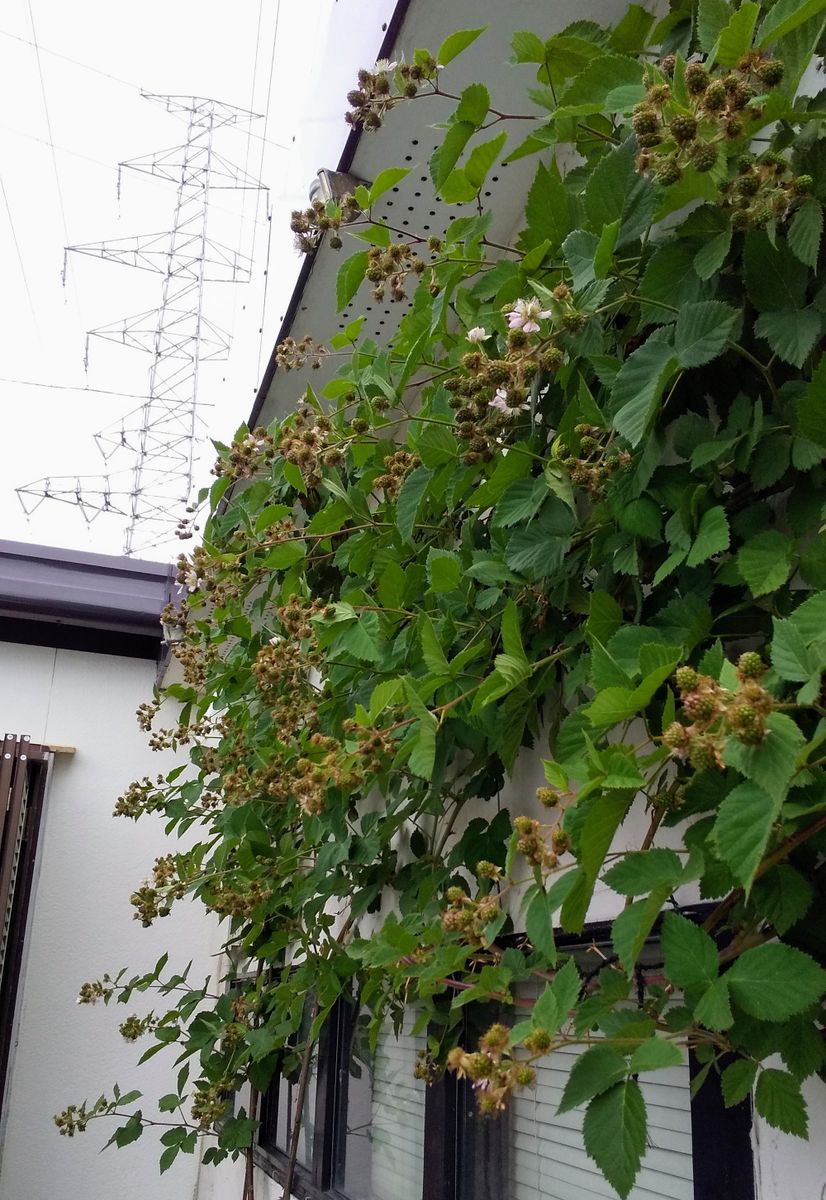 続々・見た目に憧れて 梅雨入りと結実