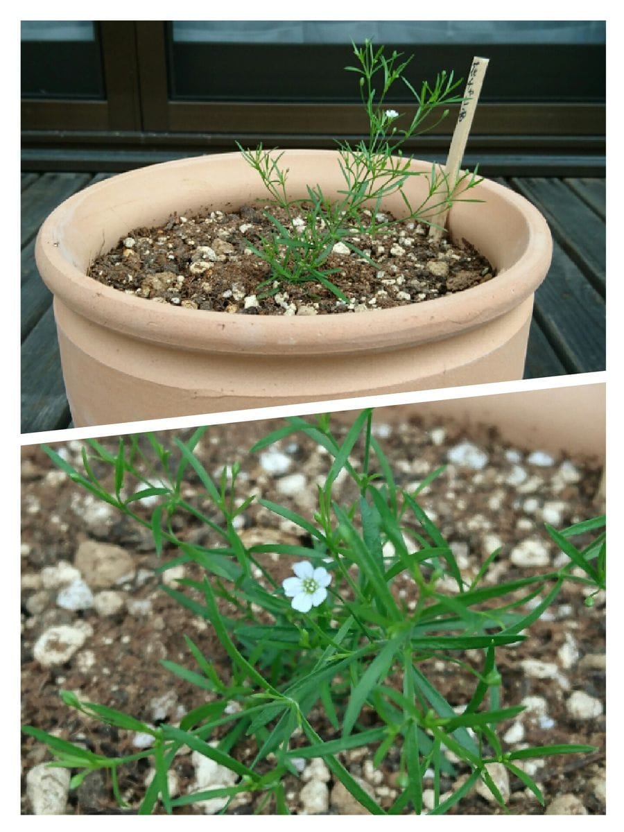 カスミソウジプシーを種から育てるチャレンジ♪ 花が咲きました！😃