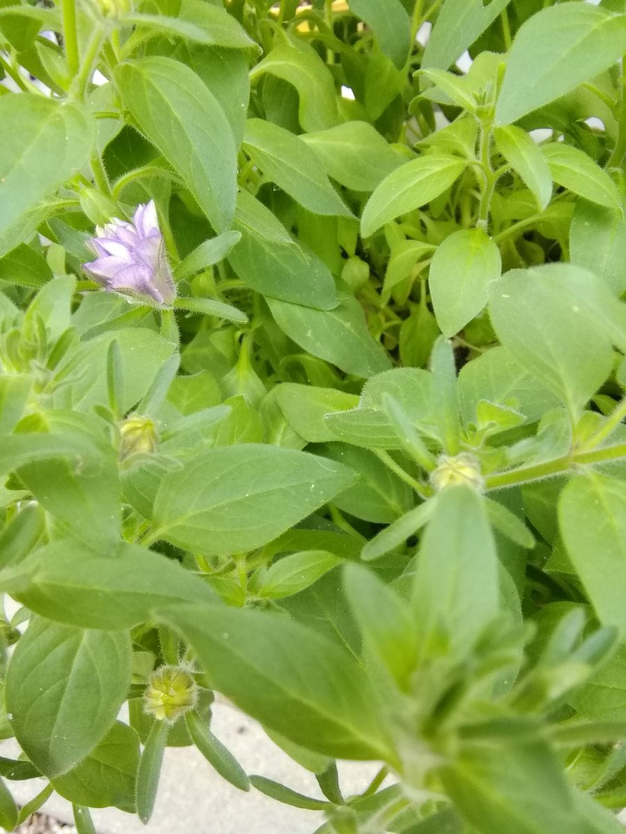 【弱った苗で花チャレ】フリフリ☆フリルを咲かせましょ♪ 蕾