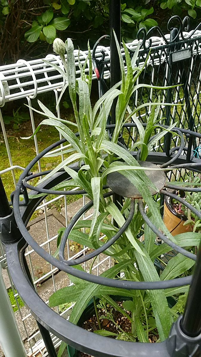 富良野でもらった種でミニガーデンを作る これは矢車菊かな~