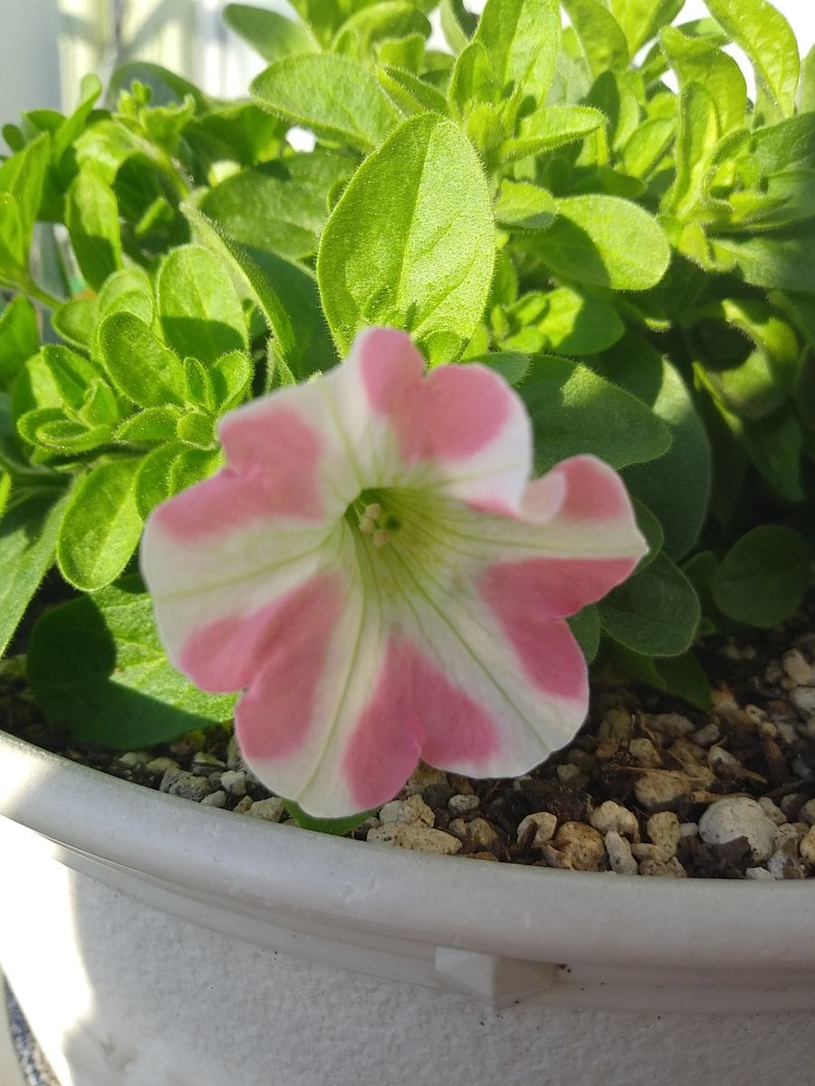 日当たりが良くない環境でハート模様が綺麗に出るかチャレンジ 開花！