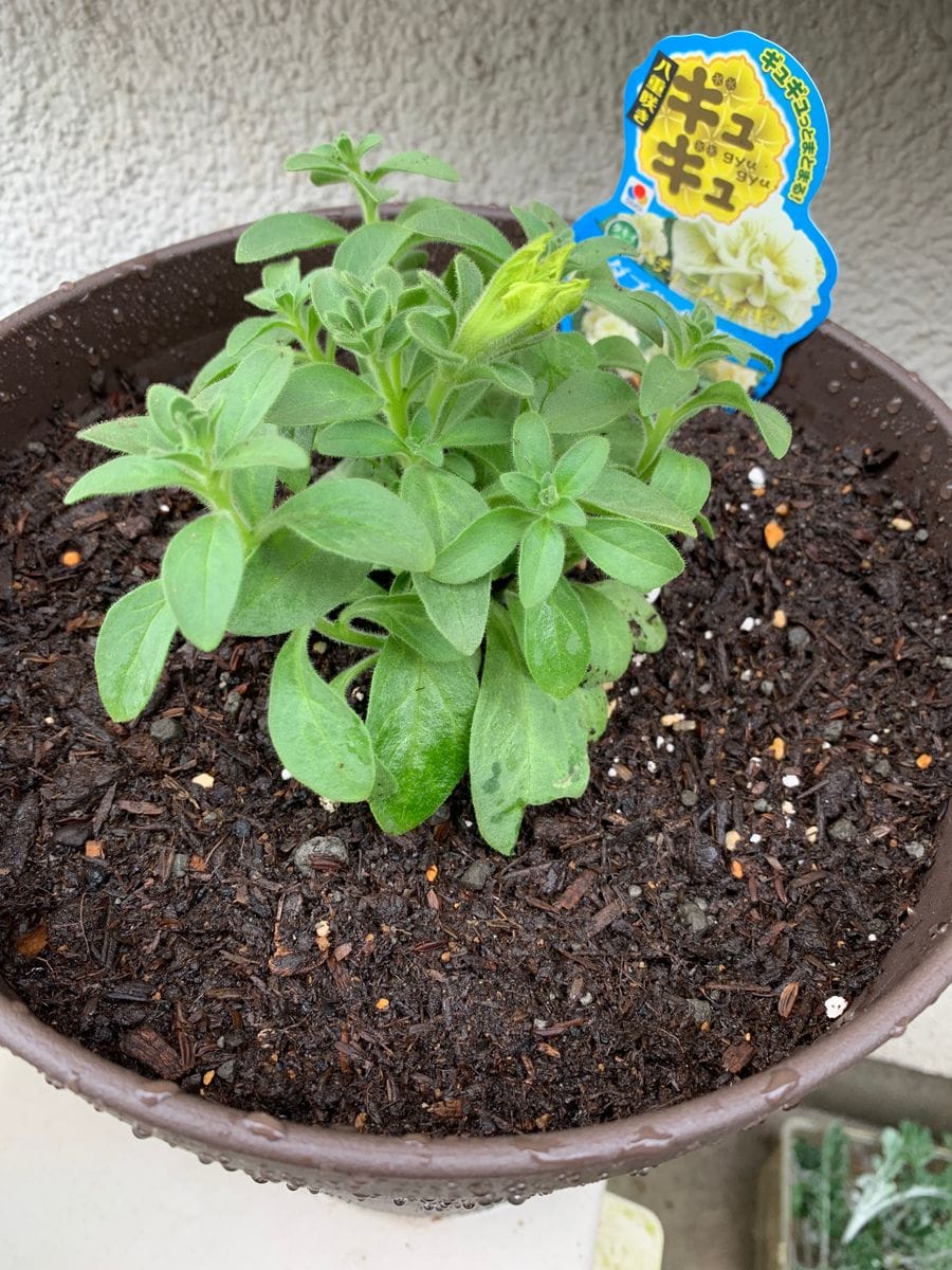 フワフワの枝垂れペチュニアにしたいな 4月21日 植え付けしました。