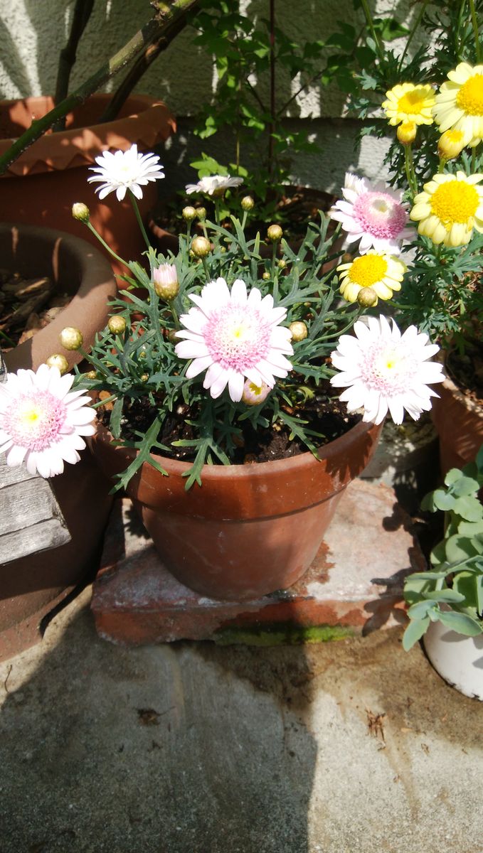 大きく育ってね 2019年4月20日