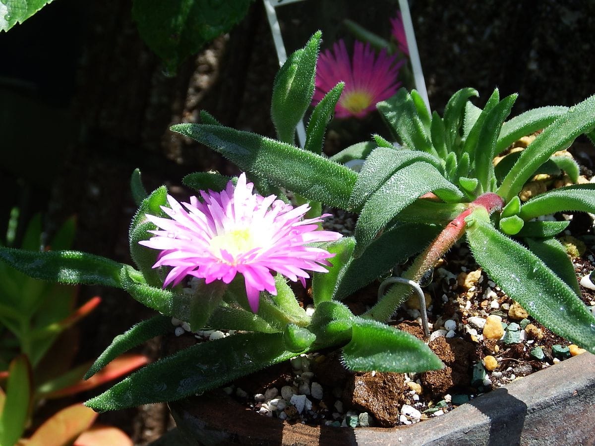 デロスペルマを滝のように咲かせたい ５月11日二番目の花が咲きました