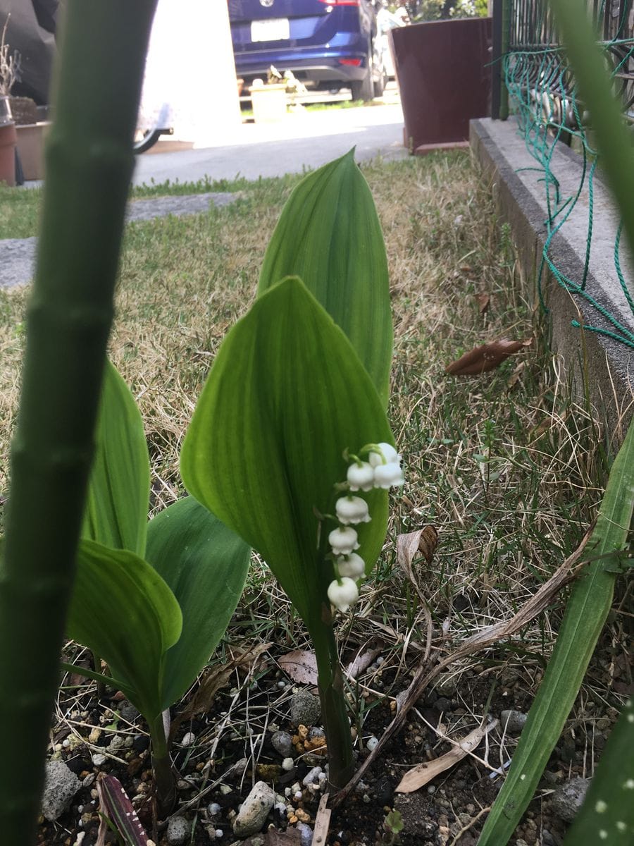 咲きました 2019年4月