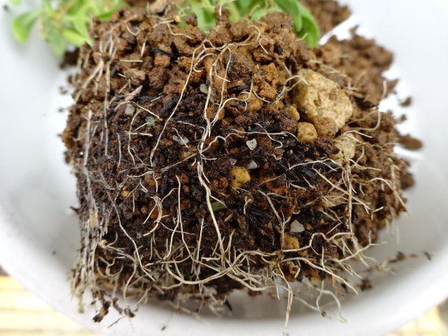 ダブルのカリブラコアの挿し木苗を育てる。 抜いてみたら根がたくさん出てます。
