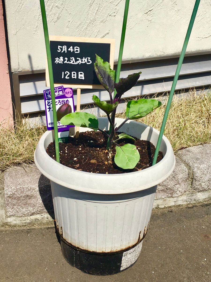 サントリーとろとろ炒めナス をたくさん収穫できたらいいなぁ サントリー本気野菜トロトロ炒めナス🍆