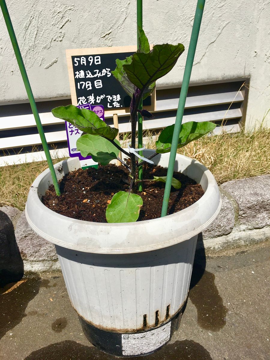 サントリーとろとろ炒めナス をたくさん収穫できたらいいなぁ サントリー本気野菜トロトロ炒めナス🍆