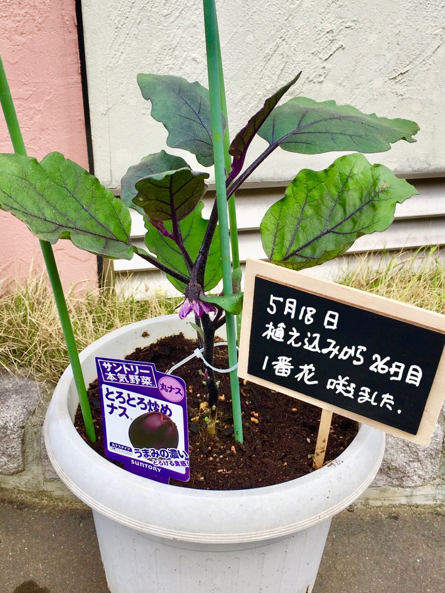 サントリーとろとろ炒めナス をたくさん収穫できたらいいなぁ サントリー本気野菜トロトロ炒めナス🍆