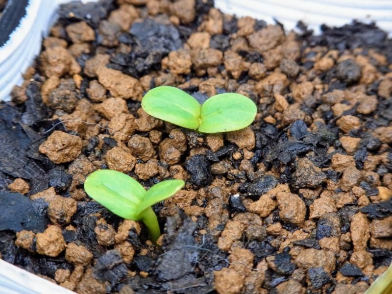 1株で20輪以上咲かせる！ ヒマワリ 芽が出ました