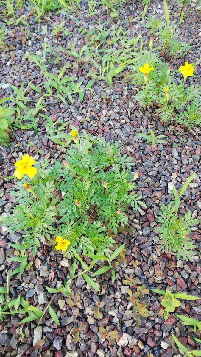 見つけました 花が咲きました