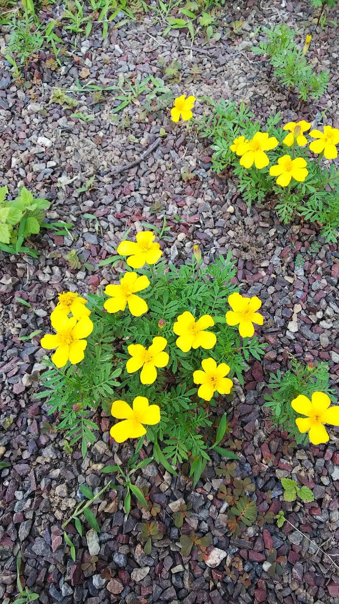 見つけました 満開です