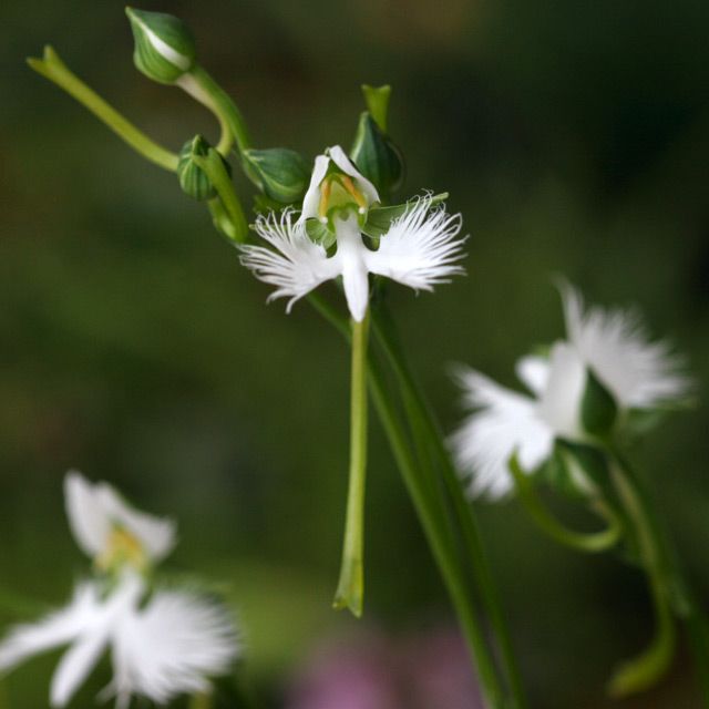 サギ草 開花