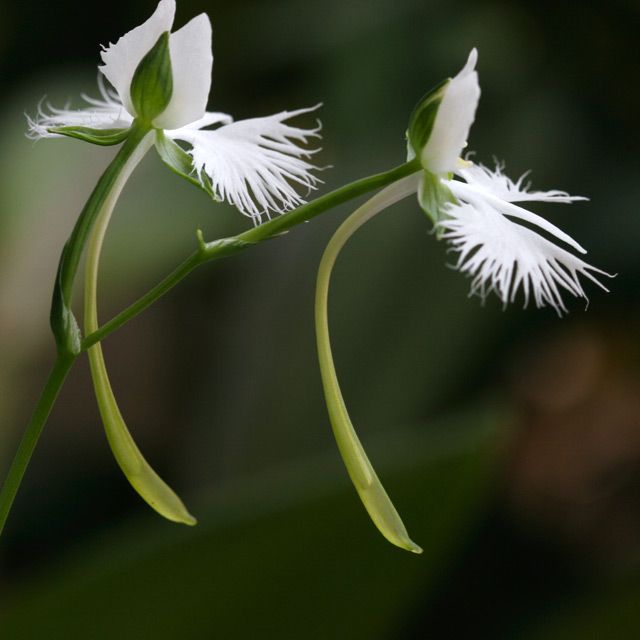 サギ草 距に蜜