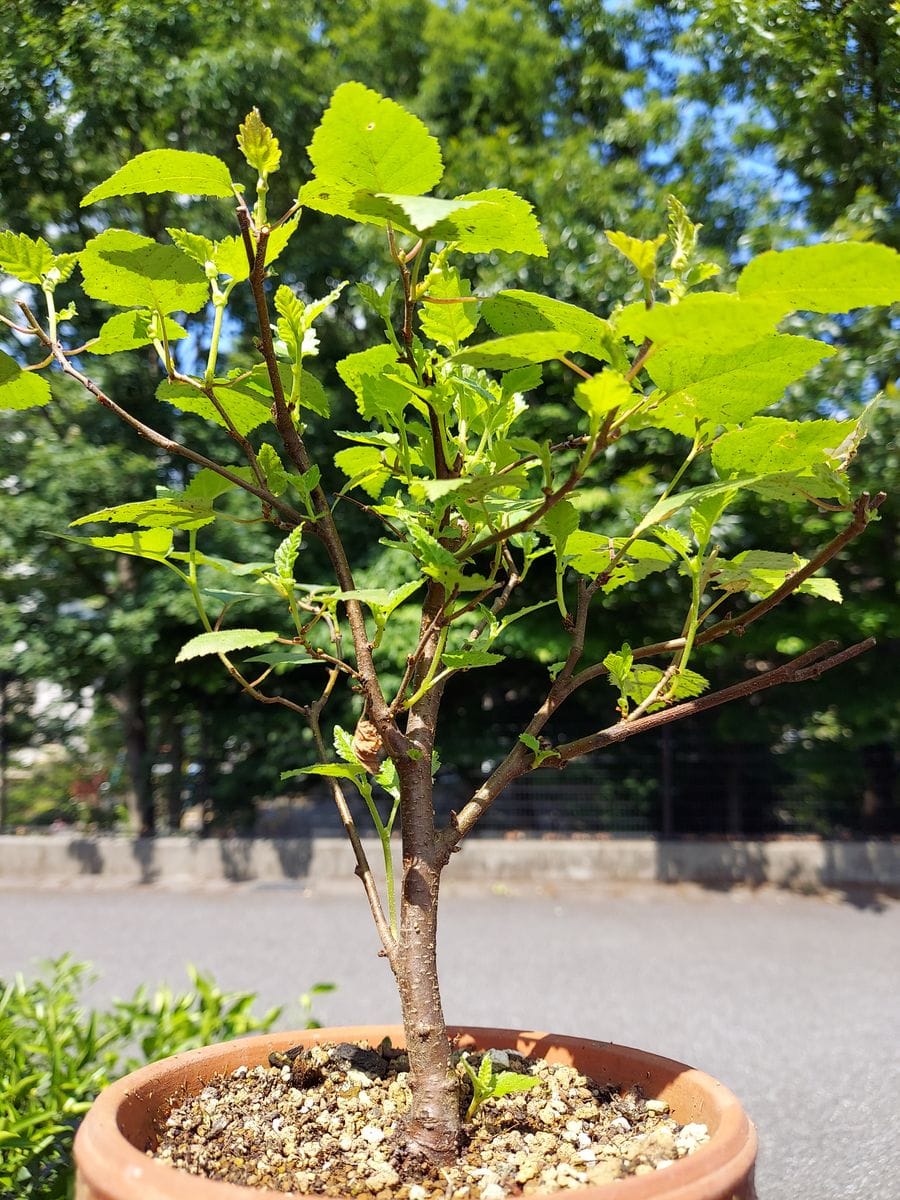 白樺を種から育てる 発芽から4年