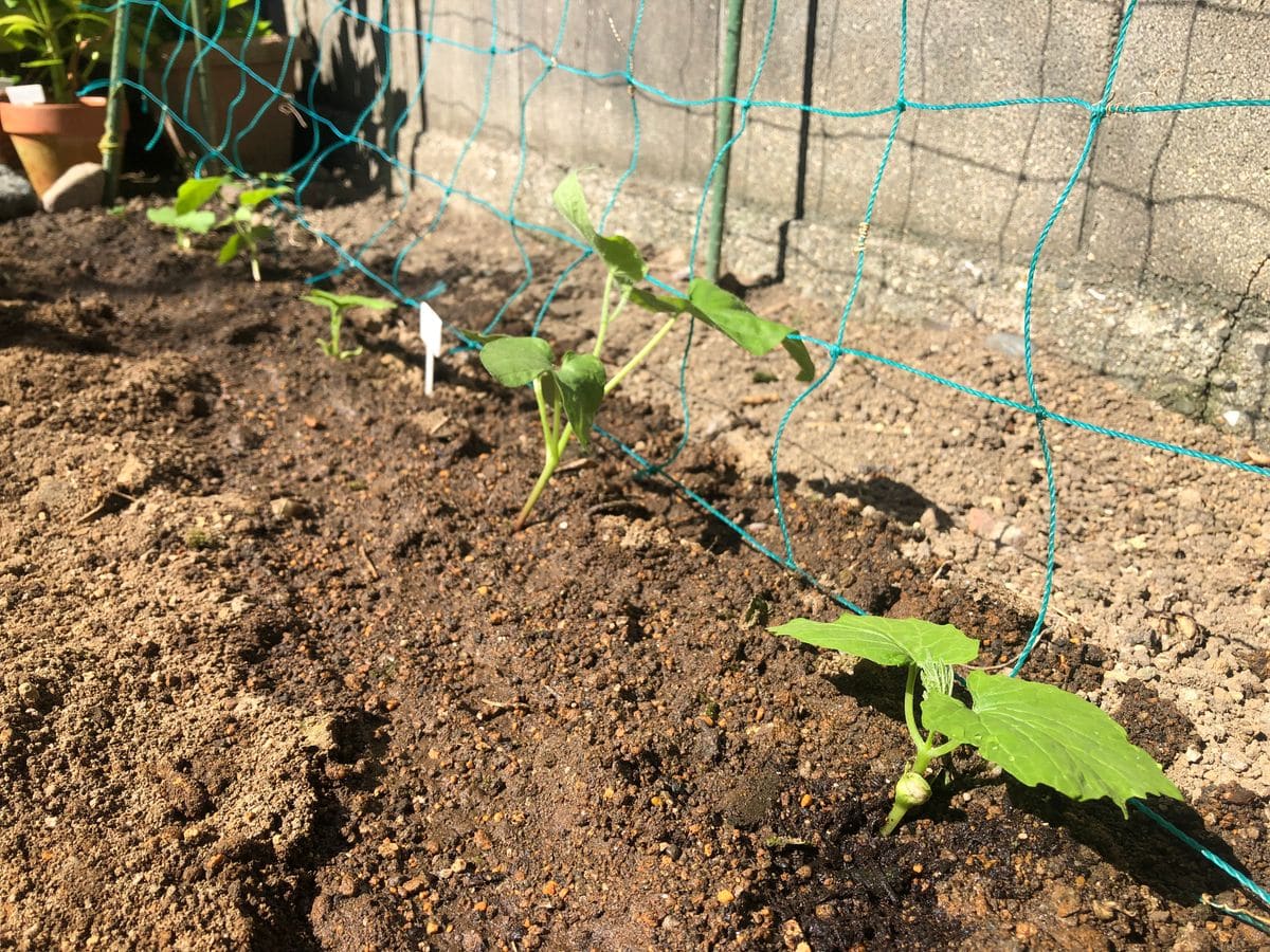 ゴーヤーでつくるグリーンカーテン 植えました。