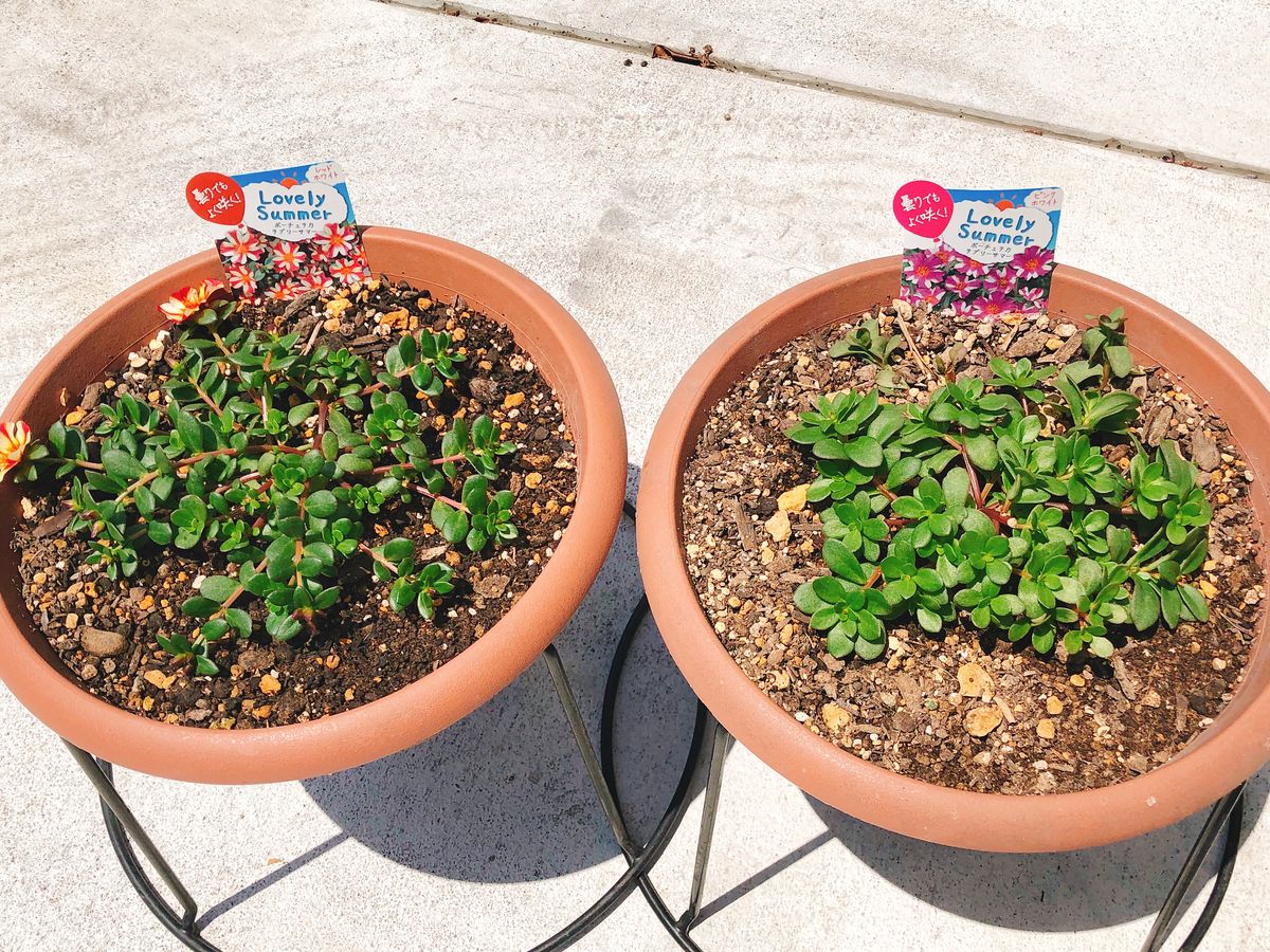 太陽の花！ポーチュラカ 成長中