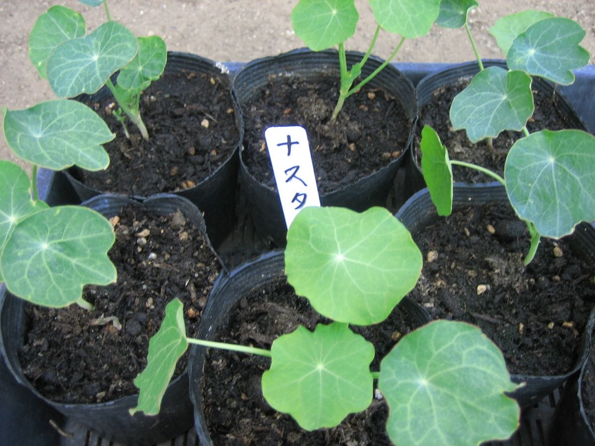 お気に入りの花を育てる お気に入りの花を育てる。