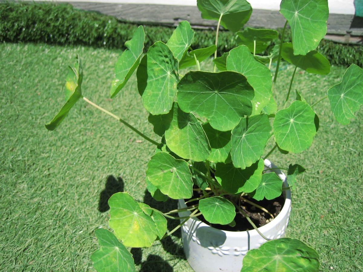 お気に入りの花を育てる お気に入りの花を育てる。