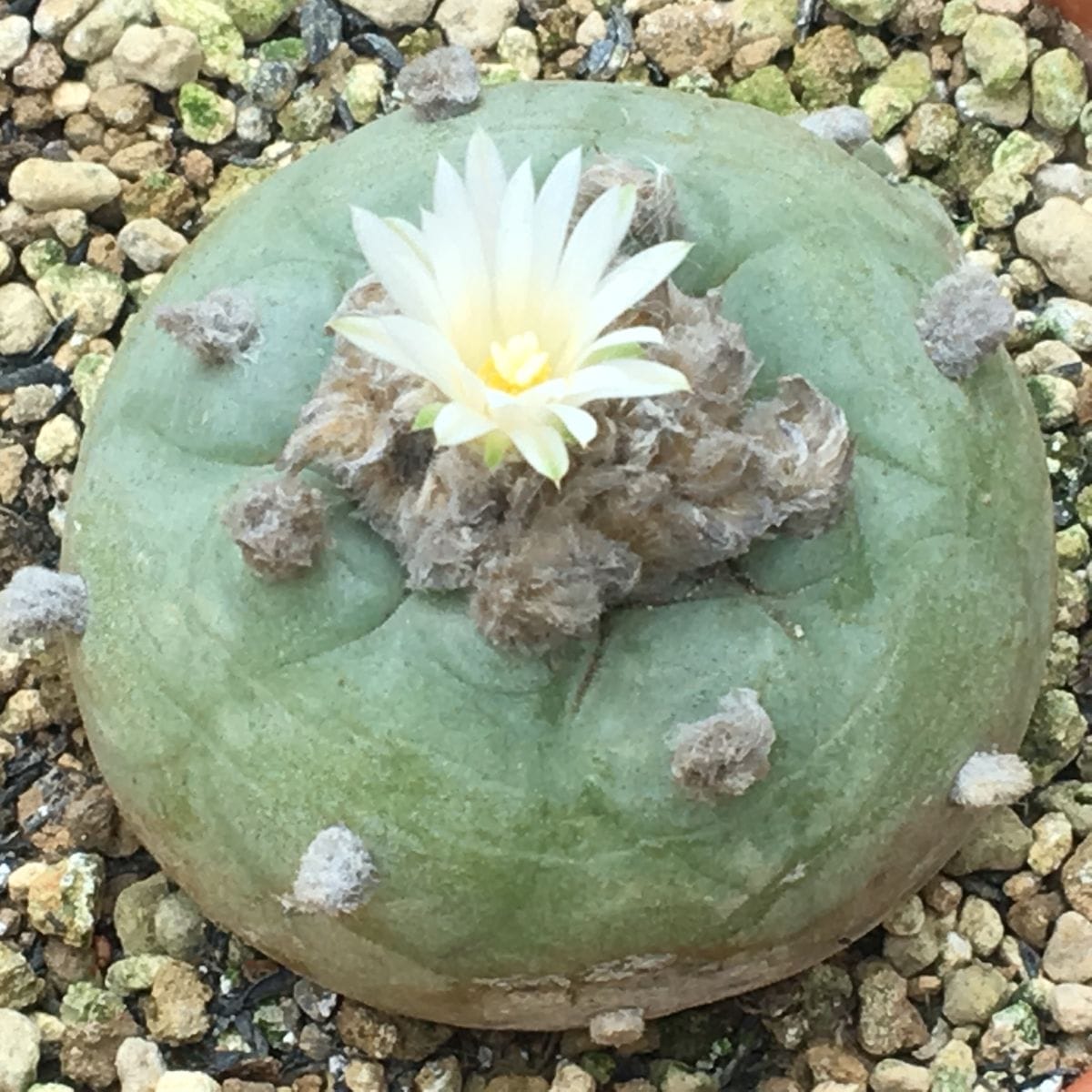 ロホホラ属 平成最後の植え替え 🌼✨烏羽玉が開花。ずいぶん遅い。