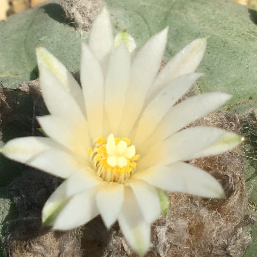 ロホホラ属 平成最後の植え替え 🍂💧これ以降秋に開花するんだろうか？