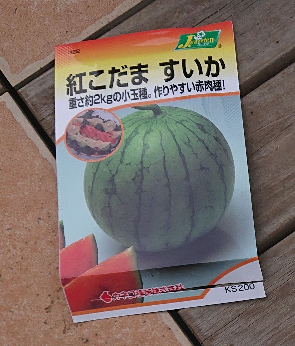 「紅小玉すいか」をプランターで作れるか！？ 4/28 種まき