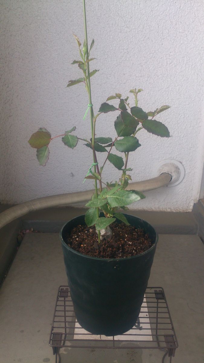 バラ、新苗。<オルフェオ>を楽しくお育てできたらいいな。 植え付けました。