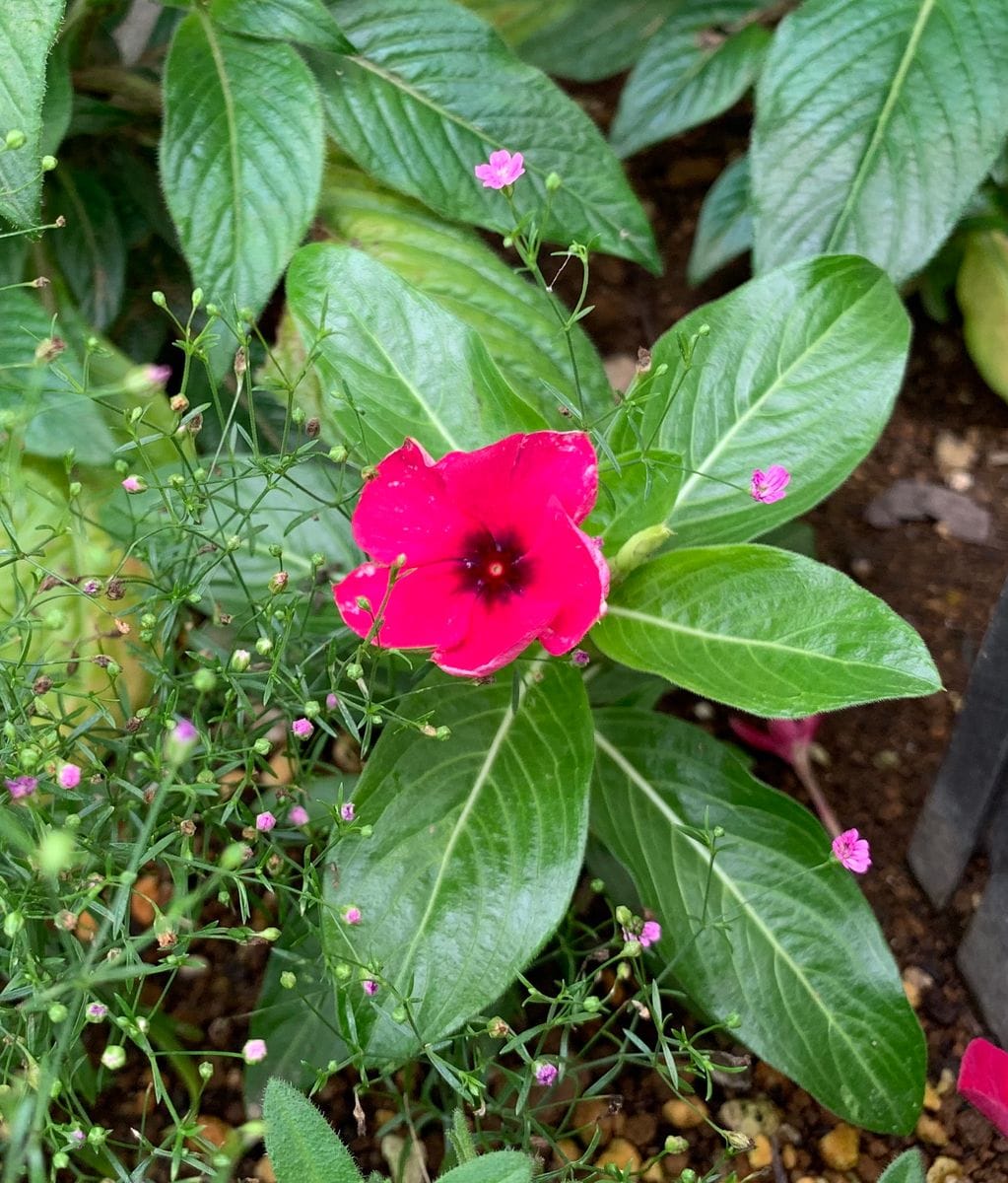 日々草を種からチャレンジ！ こんなお花が咲くハズでした。