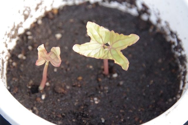 変化朝顔を育てる。出物がでるかな～黄糸柳葉紅細切糸咲 双葉が出た～