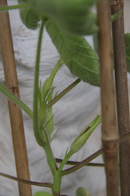 変化朝顔を育てる。出物がでるかな～黄糸柳葉紅細切糸咲 蕾をアップで～